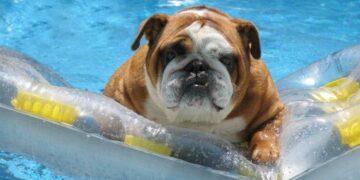 Cómo hacer que tu perro disfrute de la pileta