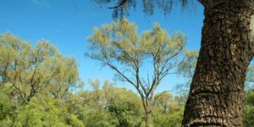 Las elecciones postergarán el debate por la Ley de Bosques