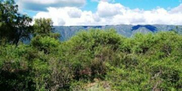 Alertan que la ley de bosques se “disfrazó” en el plan forestal