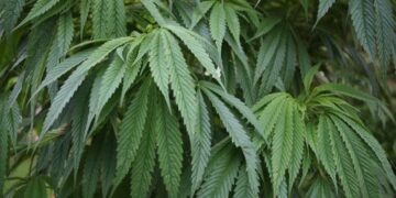 Cannabis y estrés en la adolescencia favorecen los trastornos de ansiedad