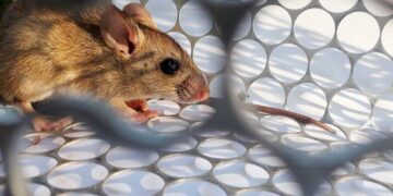Hantavirus: Chubut pide el aislamiento obligatorio a casos sospechosos