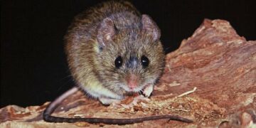 La cantidad de muertos por hantavirus en el país subió a 12