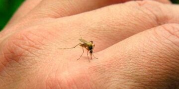 Matienzo y otros barrios tendrán monitoreo aédico esta semana