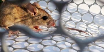 Primera víctima fatal de hantavirus en Buenos Aires