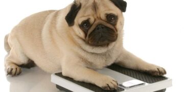 El sobrepeso reduce la esperanza de vida de los perros