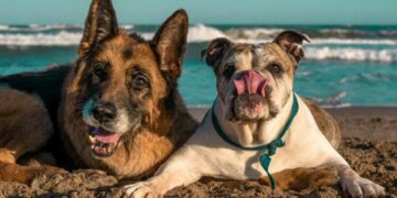 Vacaciones: la primer playa pet-friendly de la costa