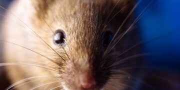 Hantavirus: murió una mujer en La Plata y las víctimas ahora son 14