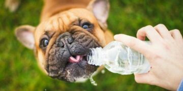 Cómo prevenir un golpe de calor en las mascotas