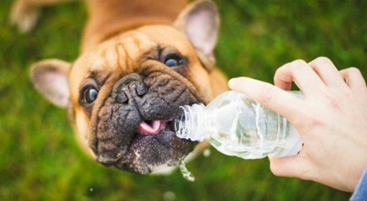 Cómo prevenir un golpe de calor en las mascotas Cómo prevenir un golpe de calor en las mascotas