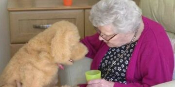 Desarrollan una terapia con mascotas robóticas