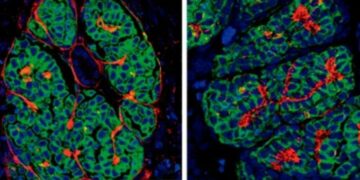 Lograron crear mini riñones desde células madre humanas
