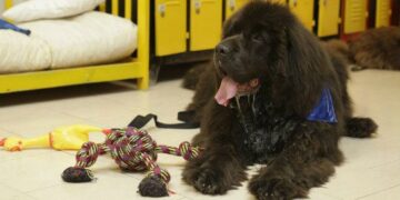 Un hostel para perros