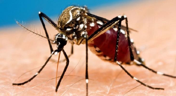 “Fabrican” mosquitos estériles para luchar contra el dengue