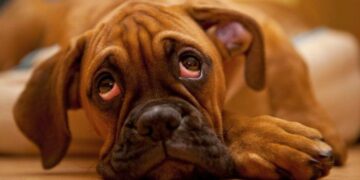 La importancia de cuidar la vista de las mascotas