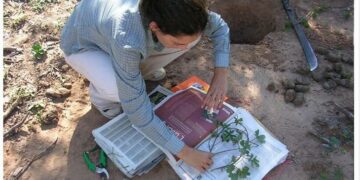 Investigadora del Conicet comprobó la eficacia de la medicina wichí