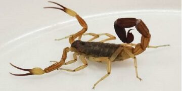 Se realizará una capacitación sobre accidentes con animales ponzoñosos