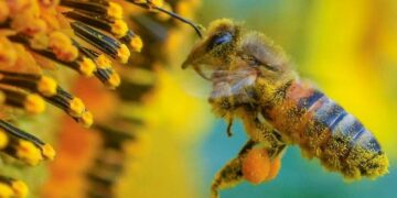 Un estudio advierte sobre una merma de los polinizadores