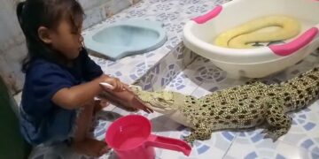Una niña le cepilla los dientes  a un cocodrilo