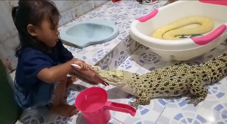 Una niña le cepilla los dientes  a un cocodrilo