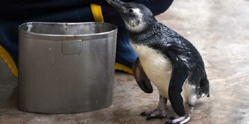 Buscan reinsertar en su hábitat al “pingüino serrano”