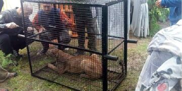 Policía Ambiental rescató a un puma en Río Tercero