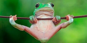 Advierten sobre el exterminio acelerado de distintas especies