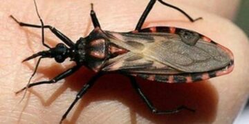 Por día nacen cuatro niños infectados con mal de Chagas