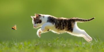 Dos recomendaciones para cuidar a tu gato