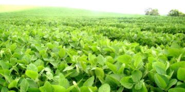 El 60% de la cosecha, al Estado