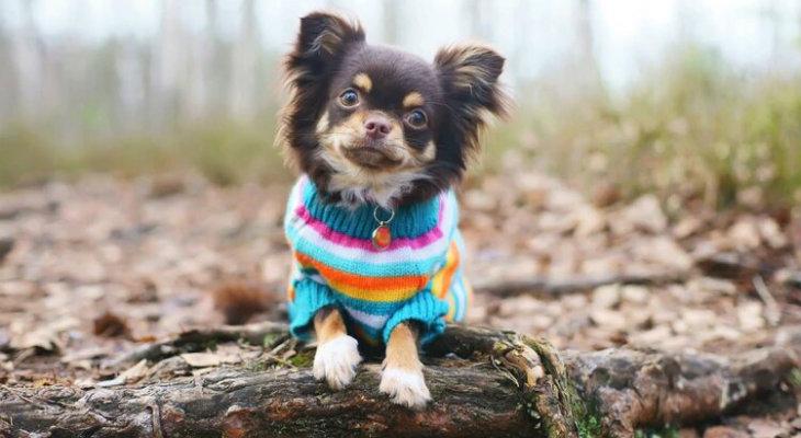 ¿Cuáles son las razas más googleadas? ¿Cuáles son las razas más googleadas?