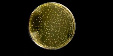 Crean el primer organismo vivo con ADN totalmente sintético