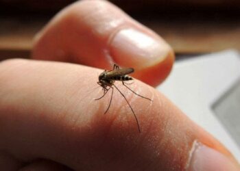 Se detectaron dos casos de dengue y un tercero está en observación