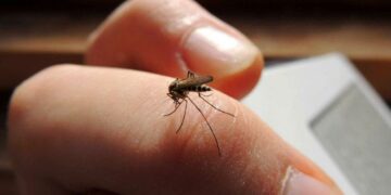 Se detectaron dos casos de dengue y un tercero está en observación