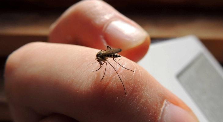 Se detectaron nueve casos de dengue autóctono en la provincia