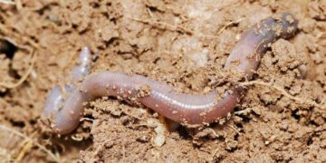 Proponen no discriminar a los animales por su aspecto