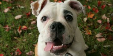 ¿Qué es la tenencia responsable de mascotas?