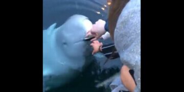 Una ballena recuperó desde el agua un celular y se lo devolvió a la dueña