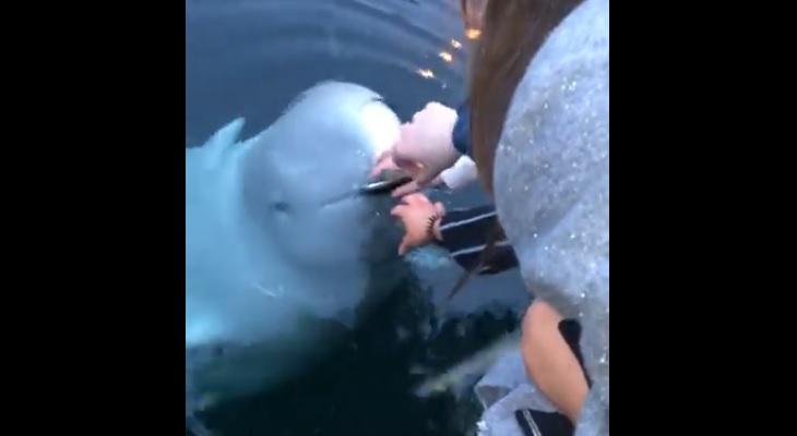 Una ballena recuperó desde el agua un celular y se lo devolvió a la dueña Una ballena recuperó desde el agua un celular y se lo devolvió a la dueña