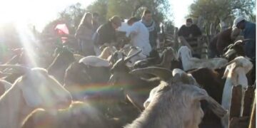 Piden a la Provincia que evite el remate de un campo comunitario