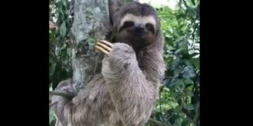 Un oso perezoso se viralizó por agradecer que lo rescataran