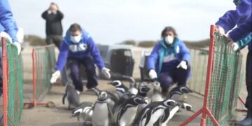 ¡El pingüino cordobés rescatado en Calamuchita pudo volver al mar!