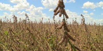 China anunció la suspensión de la compra de soja a EE.UU.