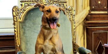 Todo perro es político