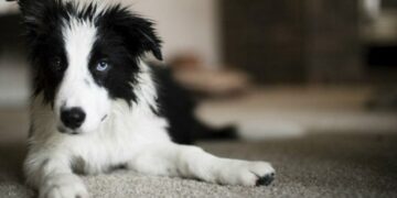 La importancia del lenguaje en los perros