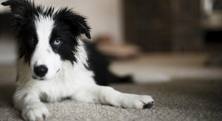 La importancia del lenguaje en los perros La importancia del lenguaje en los perros