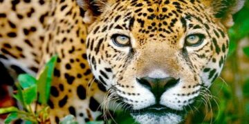 Argentina: 25% de las especies está en riesgo de extinción