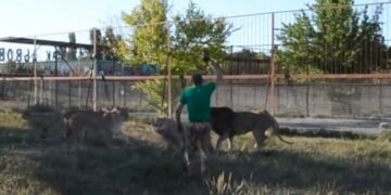 Un hombre espantó a una manada de leones a zapatillazos