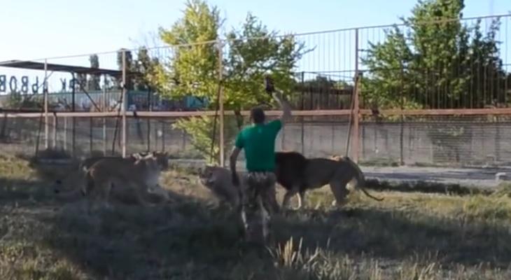 Un hombre espantó a una manada de leones a zapatillazos