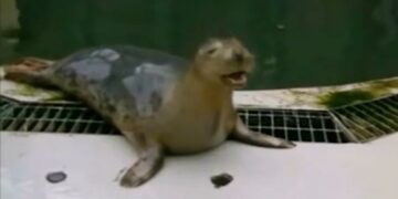 Estas focas cantan la canción de Star Wars