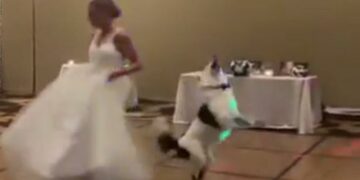Espectacular baile de una recién casada con su perro